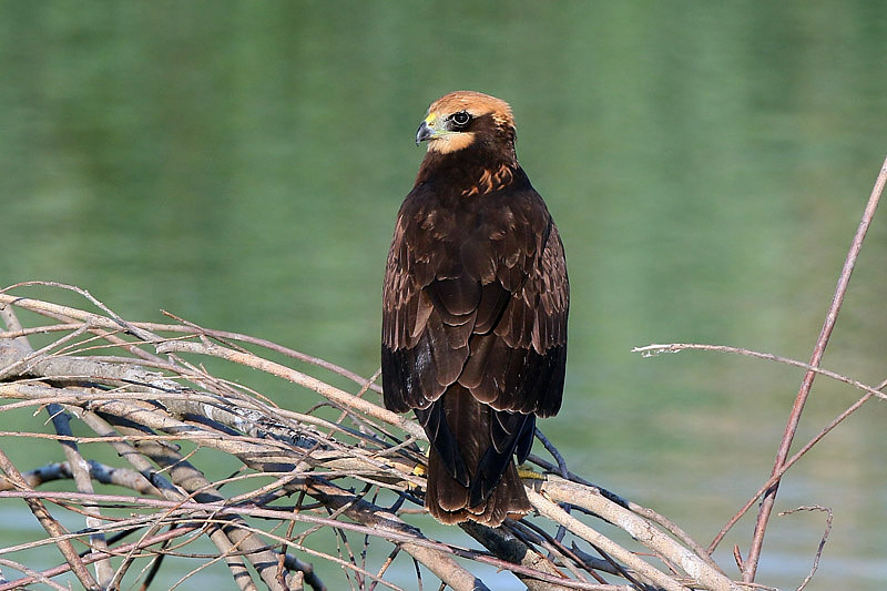 Falco di palude (Circus aeruginosus)